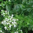 oregano_150.jpg