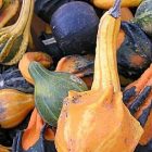 ornamentalgourds2.jpg
