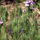 ornamentalgrass2.jpg