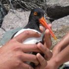 oyster_catcher.jpg