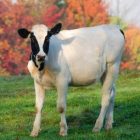 paulmoodycowresized.jpg