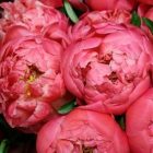 peonies_papaseraphim_2.jpg