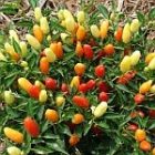 peppers_150.jpg