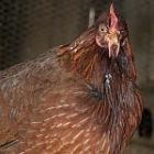 perching_chicken_150.jpg