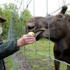 petethemoosemay_2010_alisonredlich_ap100519084147.jpg