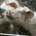 pig_for_slaughterhouse_toby.jpg