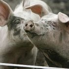 pigs_300.jpg