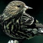 pine_siskin_birdnote.jpg