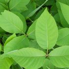 poisonivy_600_2.jpg