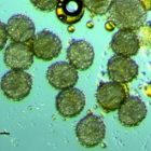 pollen_minkjjpg.jpg