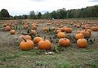 pumpkins140.jpg
