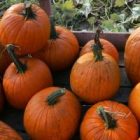 pumpkins_200.jpg