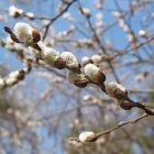 pussywillow.jpg