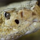rattlesnake_340x255.jpg