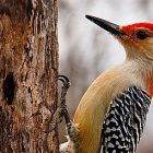 red_bellied_woodpecker.jpg