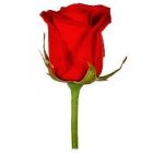 red_rose.jpg