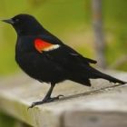 red_winged_blackbird.jpg