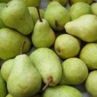 reebob_pears.jpg