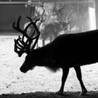 reindeer_ap_photo_by_mel_evans.jpg