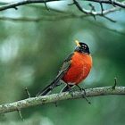 robin_340x255.jpg