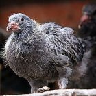 rock_pigeon_juvenile_mark_coates_490.jpg