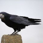 rook.jpg