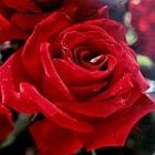 rose0706_150_2.jpg