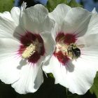 rosesharon_600.jpg
