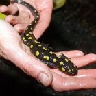 salamander_0407.jpg