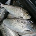 shad061609_300.jpg