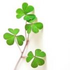 shamrock2.jpg