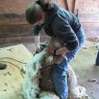 shearing_300.jpg