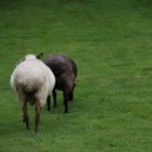 sheep3_600.jpg