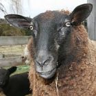 sheep_300.jpg