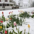 snow.jpg