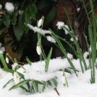 snowdrops.jpg