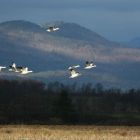 snowgeese600.jpg