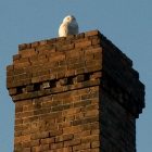 snowy_owl_smokestack_600x450.jpg